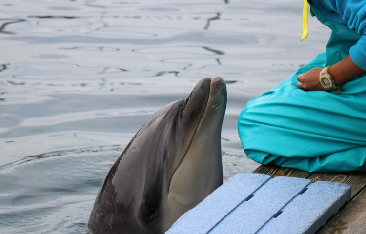 海中水族館シードーナツ