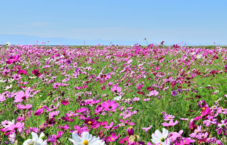 佐賀空港コスモス園