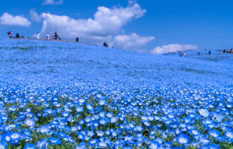 国営ひたち海浜公園