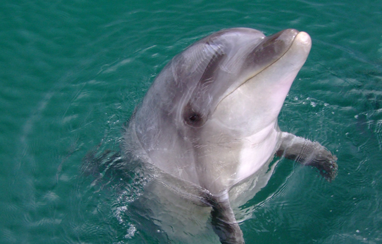 壱岐イルカパーク