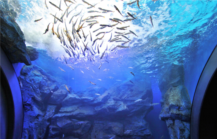 北の大地の水族館