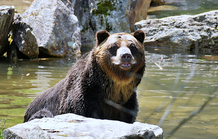 サホロリゾート ベア・マウンテン