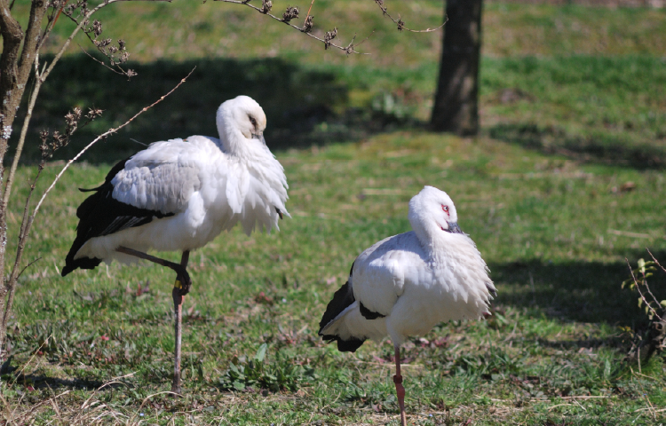 兵庫県立コウノトリの郷公園