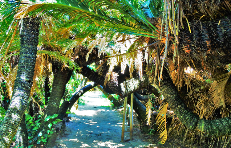 金見崎ソテツトンネル