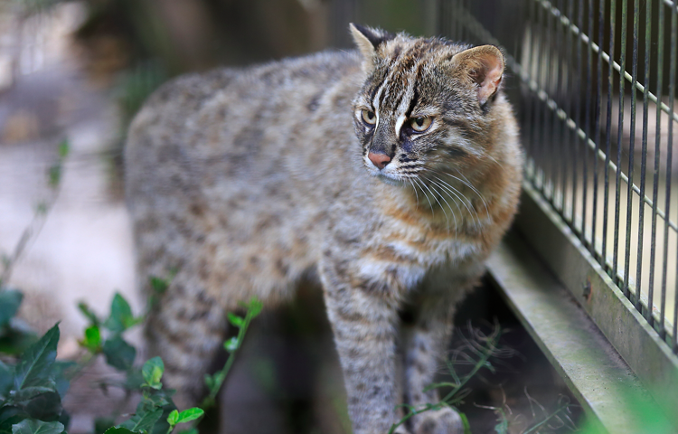 対馬野生生物保護センター