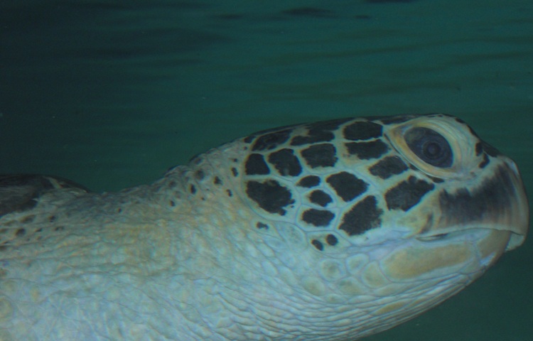 久米島ウミガメ館