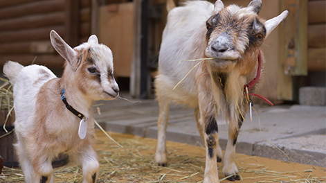 愛知県の観光スポット6