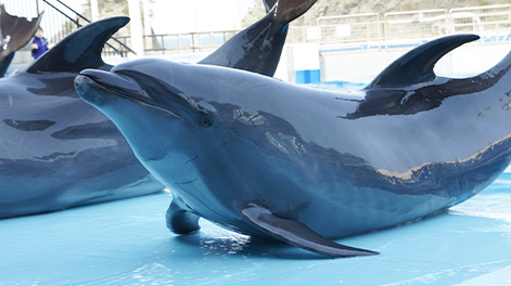 福井県の観光スポット1