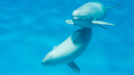 広島県の観光スポット5