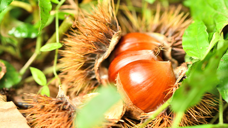 兵庫県の観光スポット5