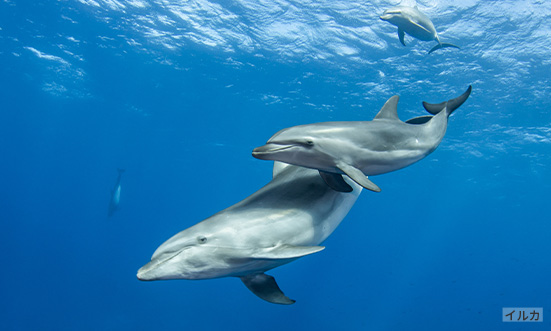 石川県のドライブコース3