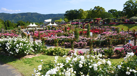 鹿児島県の観光スポット5