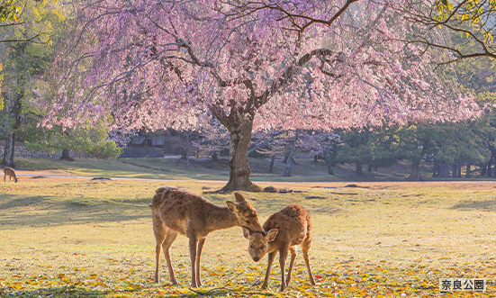 奈良県のドライブコース1