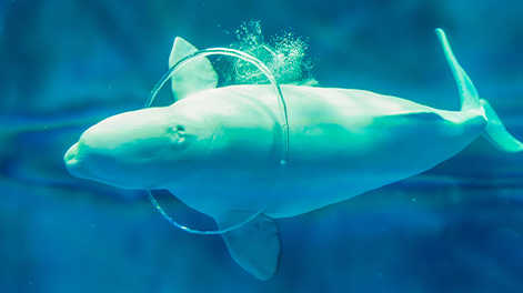 島根県の観光スポット7