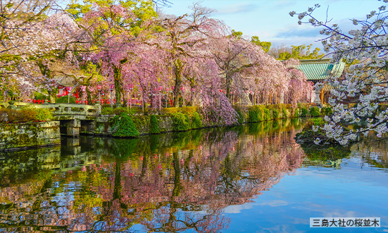 静岡県のドライブコース1