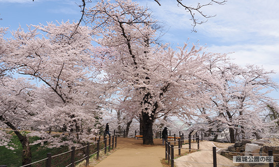 山形県のドライブコース1