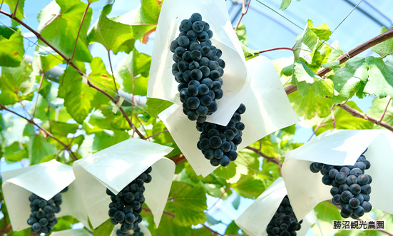 山梨県のドライブコース2