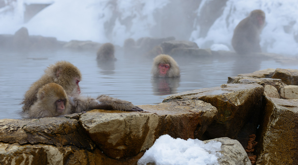 湯田中渋温泉郷