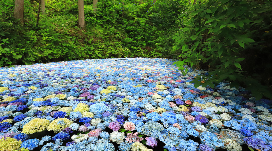 みちのくあじさい園