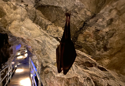 龍泉洞のコウモリ